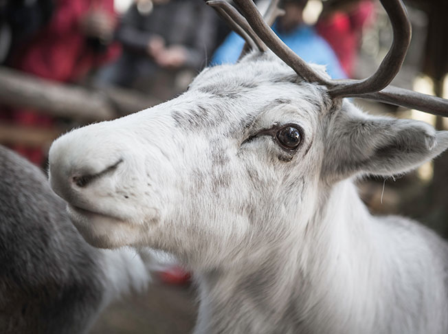 reindeer feeding